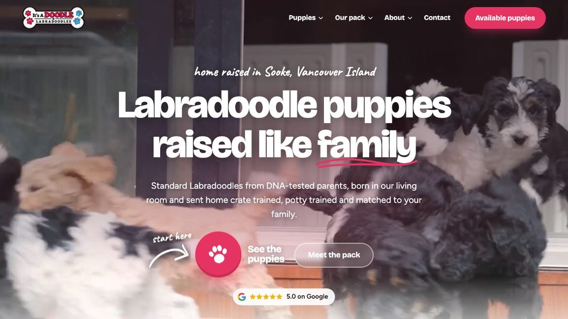 The It's A Doodle Labradoodles website homepage, in development